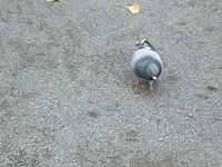 Cimg0927_1
