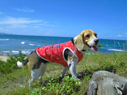 ラムちゃんは元気