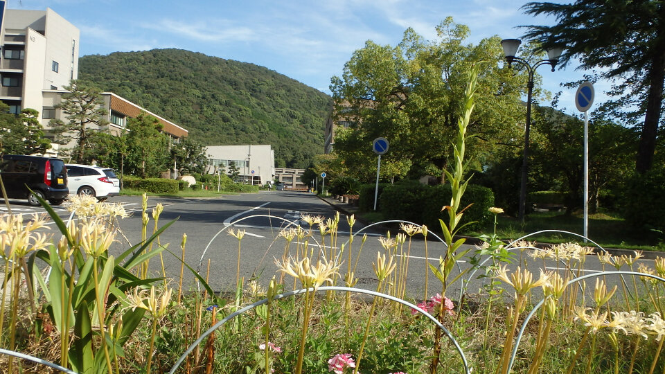 150915白花曼珠沙華３.jpg
