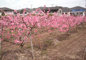 120415川西モモ1
