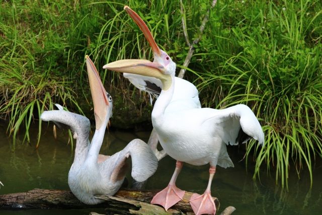 ペリカンは荷物を運ばない 私設見逃してもいい動物園 楽天ブログ
