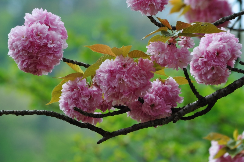 F・牡丹桜.jpg