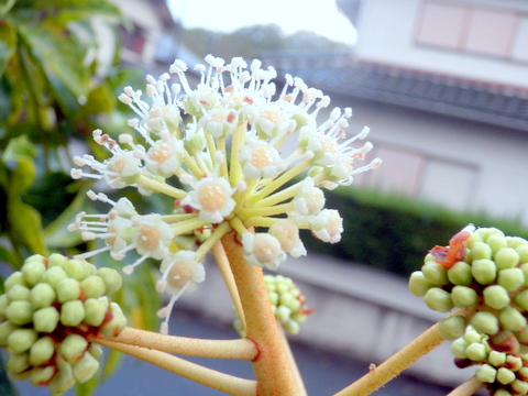 ヤツデの花