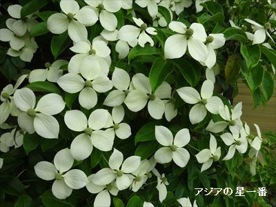 20160709 赤城山麓別荘4