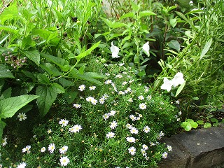 IMG_5887ss.jpg