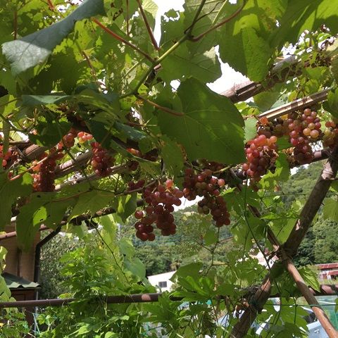３年目のブドウ デラウエア 栽培 初収穫 Futtutyの菜園ブログ 楽天ブログ
