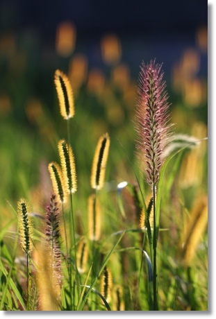 キンエノコログサとチカラシバ 13.9.18