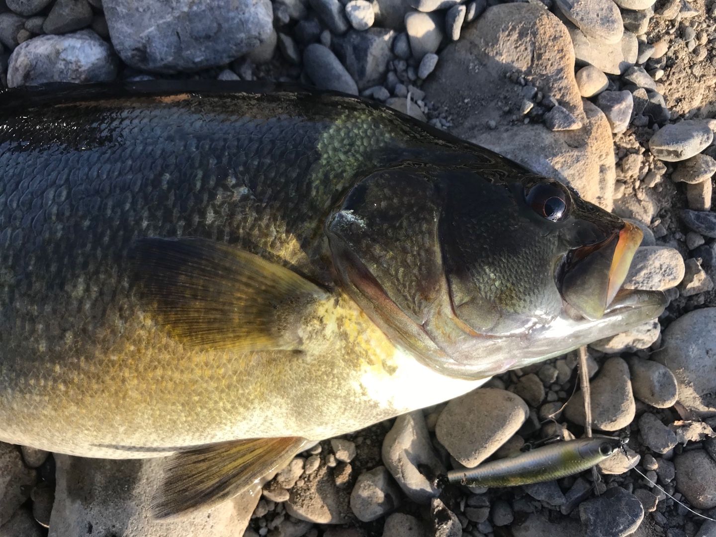 多摩川レッドペッパー そりたく1967のブログ 楽天ブログ