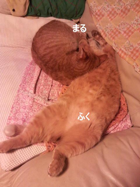 まるとふく
