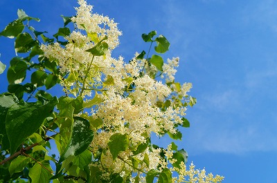ドクダミ　白い花たち 006.jpg