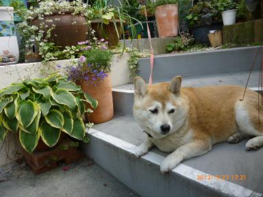プリン２０１２．５．２７