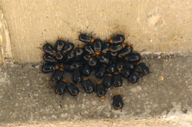 クロウリハムシ