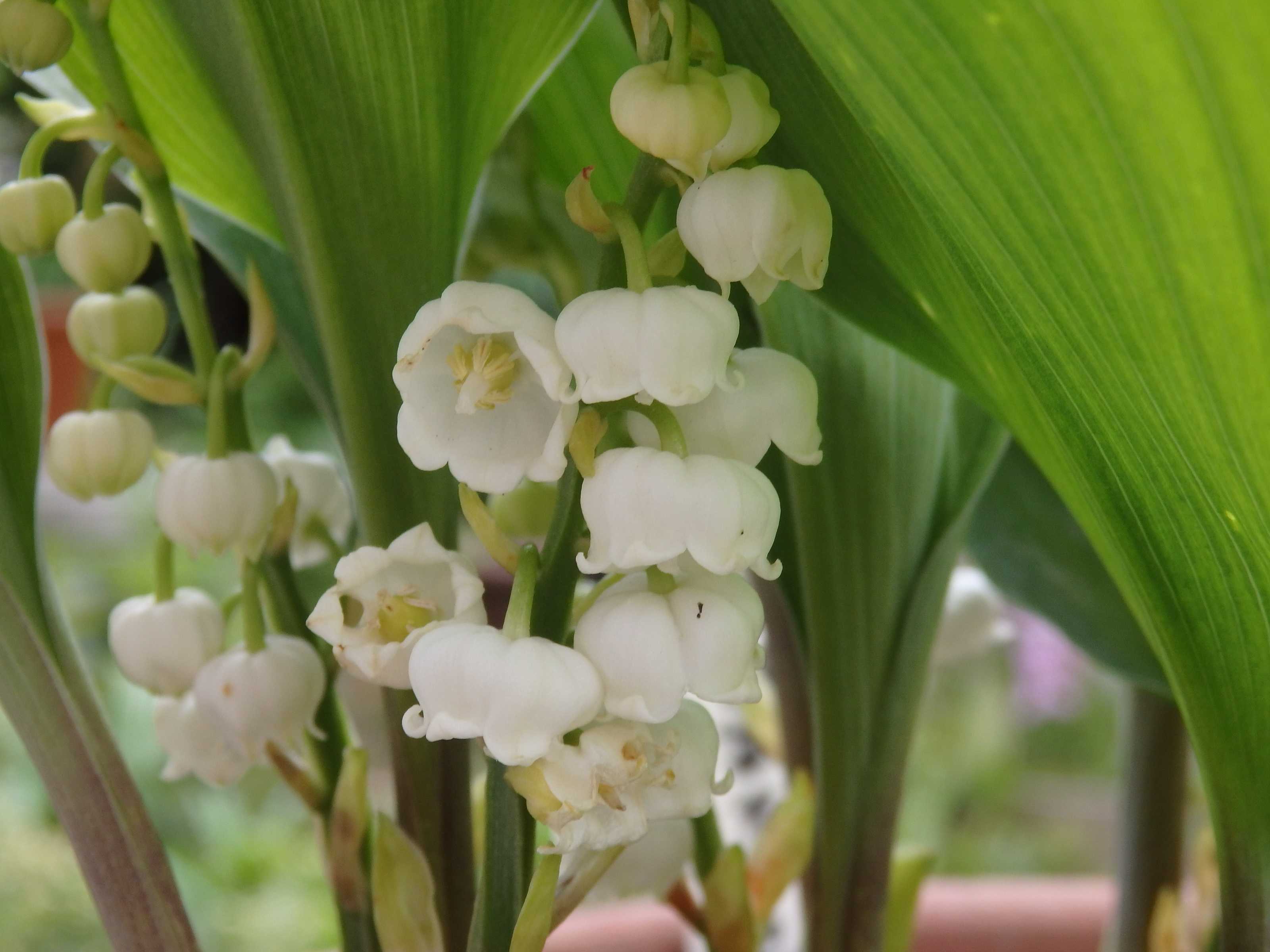 スズラン5品種 Kimi Teaの花日記 楽天ブログ スズラン5品種 Kimi Teaの花日記 楽天ブログ