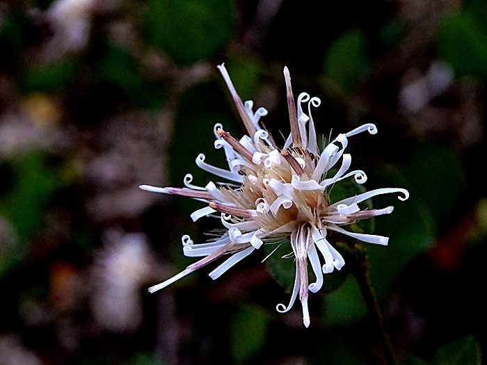 コウヤボウキ花