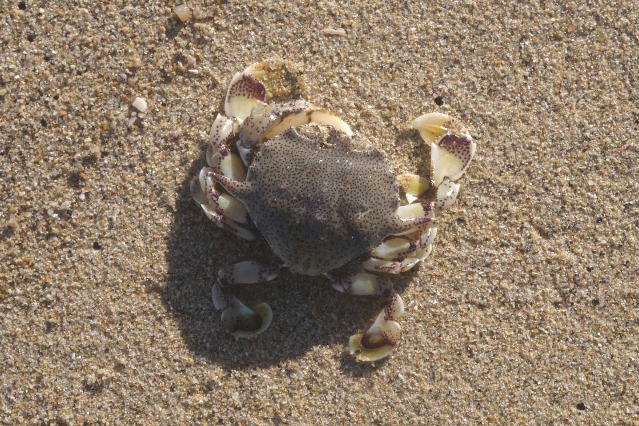 すっかり低調な釣りや諸々 もう冬枯れか 雨釣の釣り日記 楽天ブログ