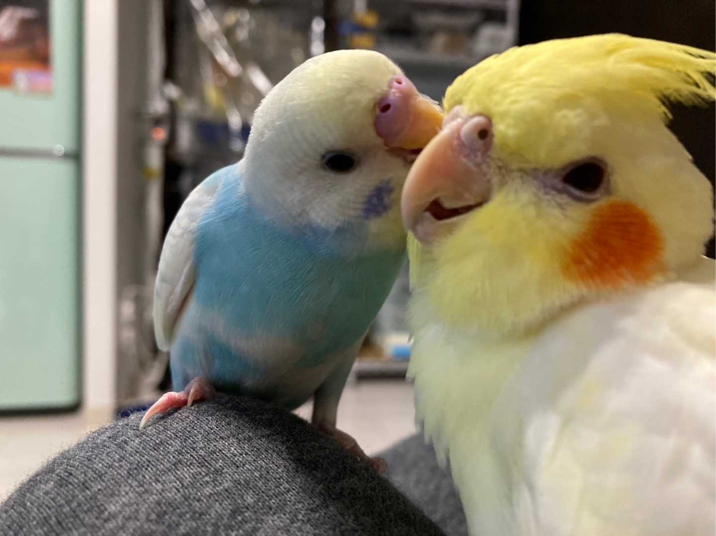 インコの相性 仲良し セキセイインコのいる暮らし 楽天ブログ