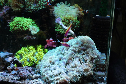2015_0331ﾍﾞﾝﾄﾗ0016.JPG