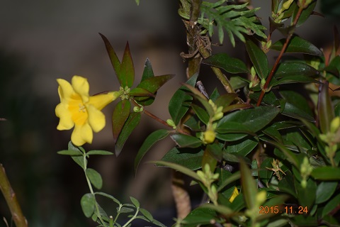 DSC_0408.JPG