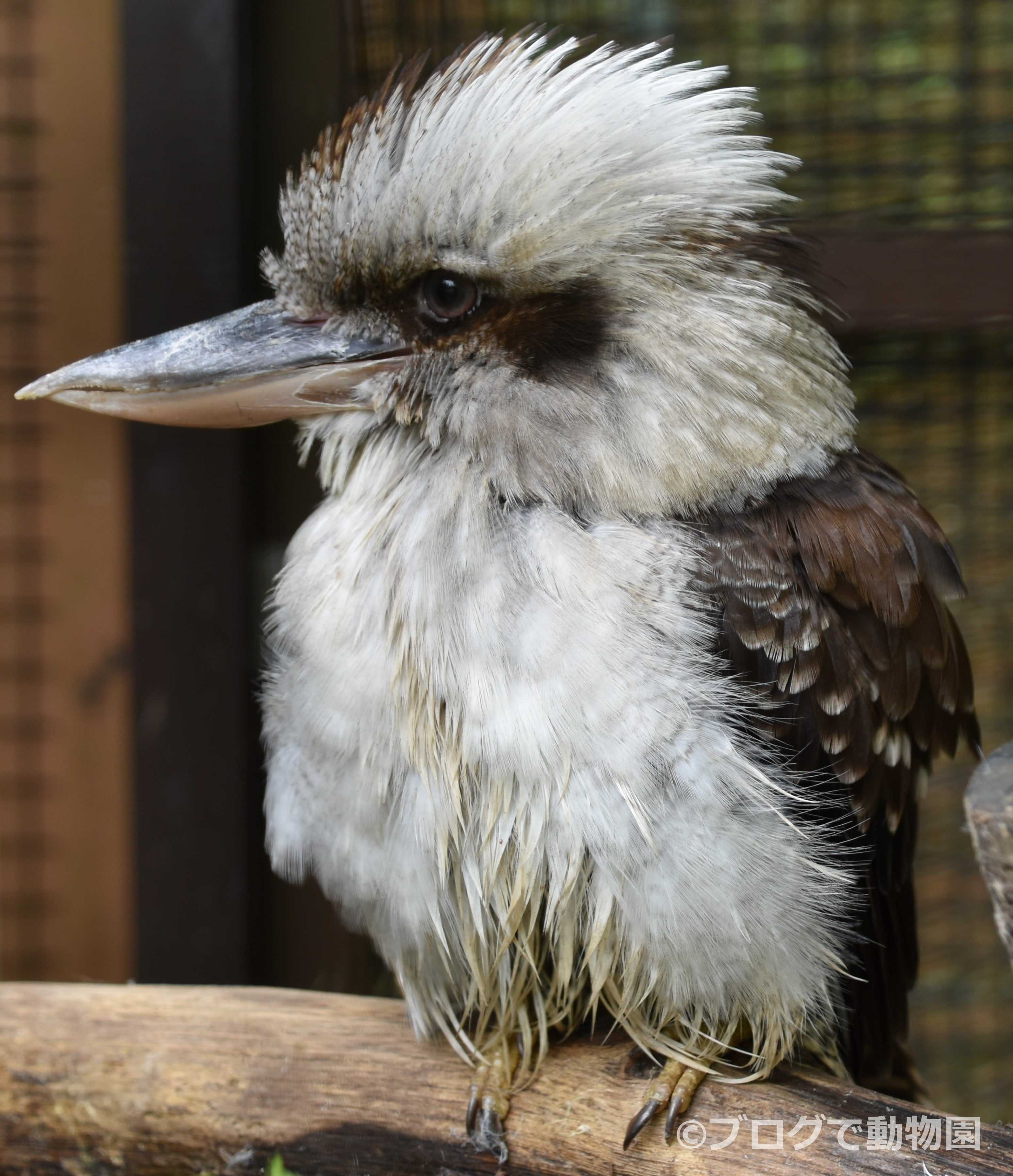 ワライカワセミ ブログで動物園 楽天ブログ