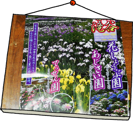 紫陽花