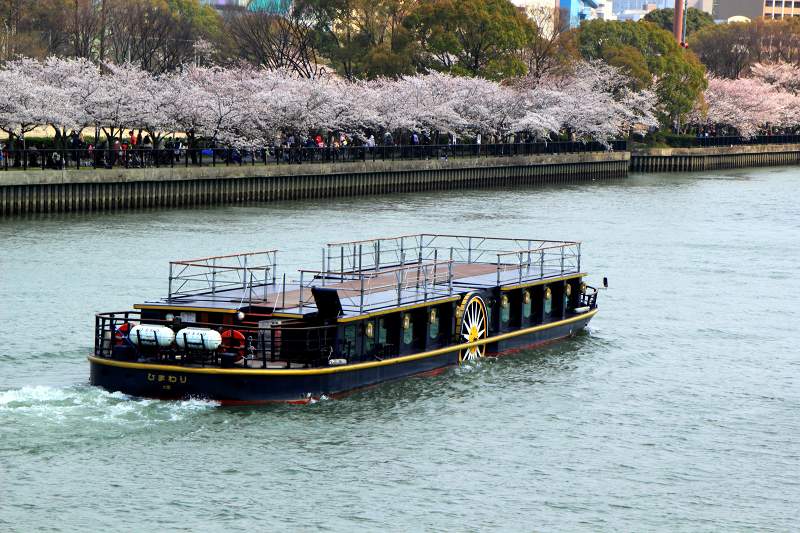 大川の桜_15-3.jpg