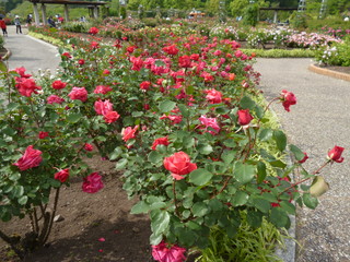 P1190131.jpg