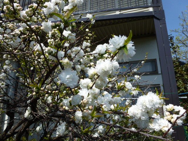 庭桜 ニワザクラ 白 庭梅 ニワウメ ３種類 写真あり 私の好きな花 楽天ブログ