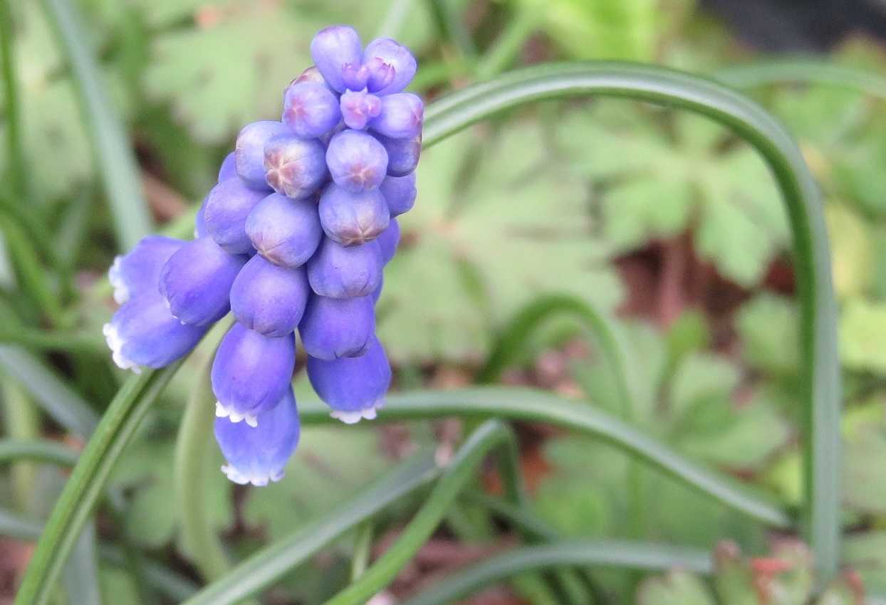 ブログコメント書き込み 時間がかかる 花はムスカリ だい のひとりごと 楽天ブログ