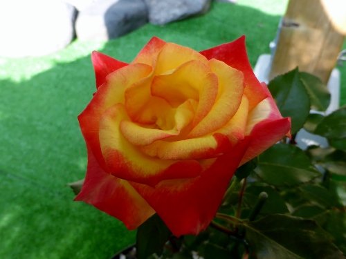 P1000747 (500x375).jpg