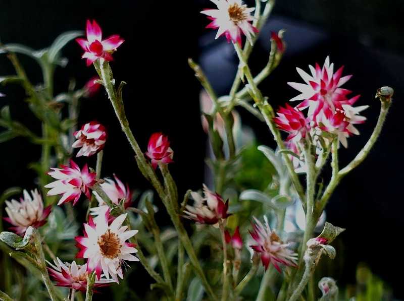 1月12日 今日の一花 シンカルファ・ハートクイーン | gazengamaのブログ 散歩中に出合った花と趣味の陶芸作品 - 楽天ブログ