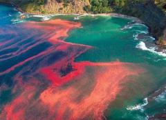 メキシコ湾原油流出汚染