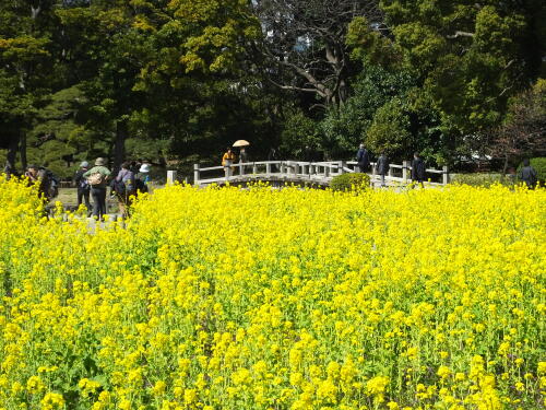 浜離宮恩賜庭園の菜の花