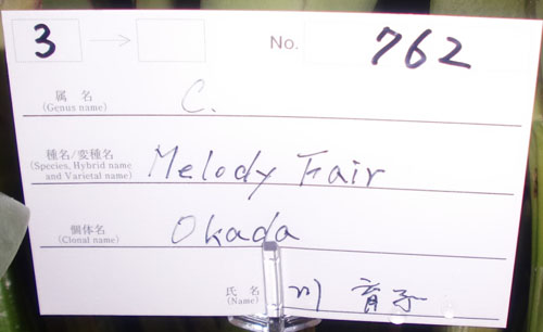 CIMG8616補整 OIOS2015ラン タグ カトレアC. MelodyFair 'Okada'  No762.jpg