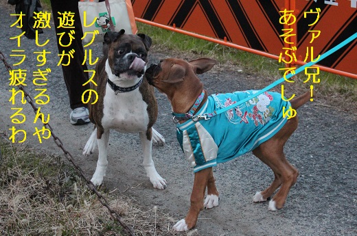 激しい