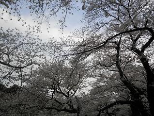 千鳥ヶ淵の桜3