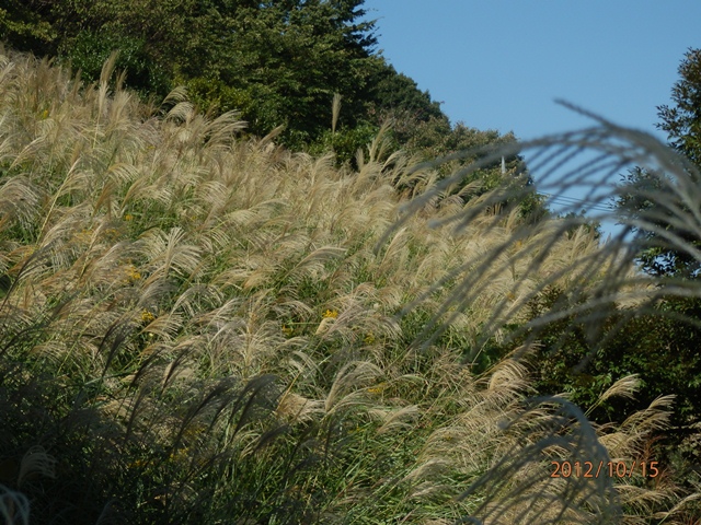 ススキの原　散歩道　PA150027.jpg