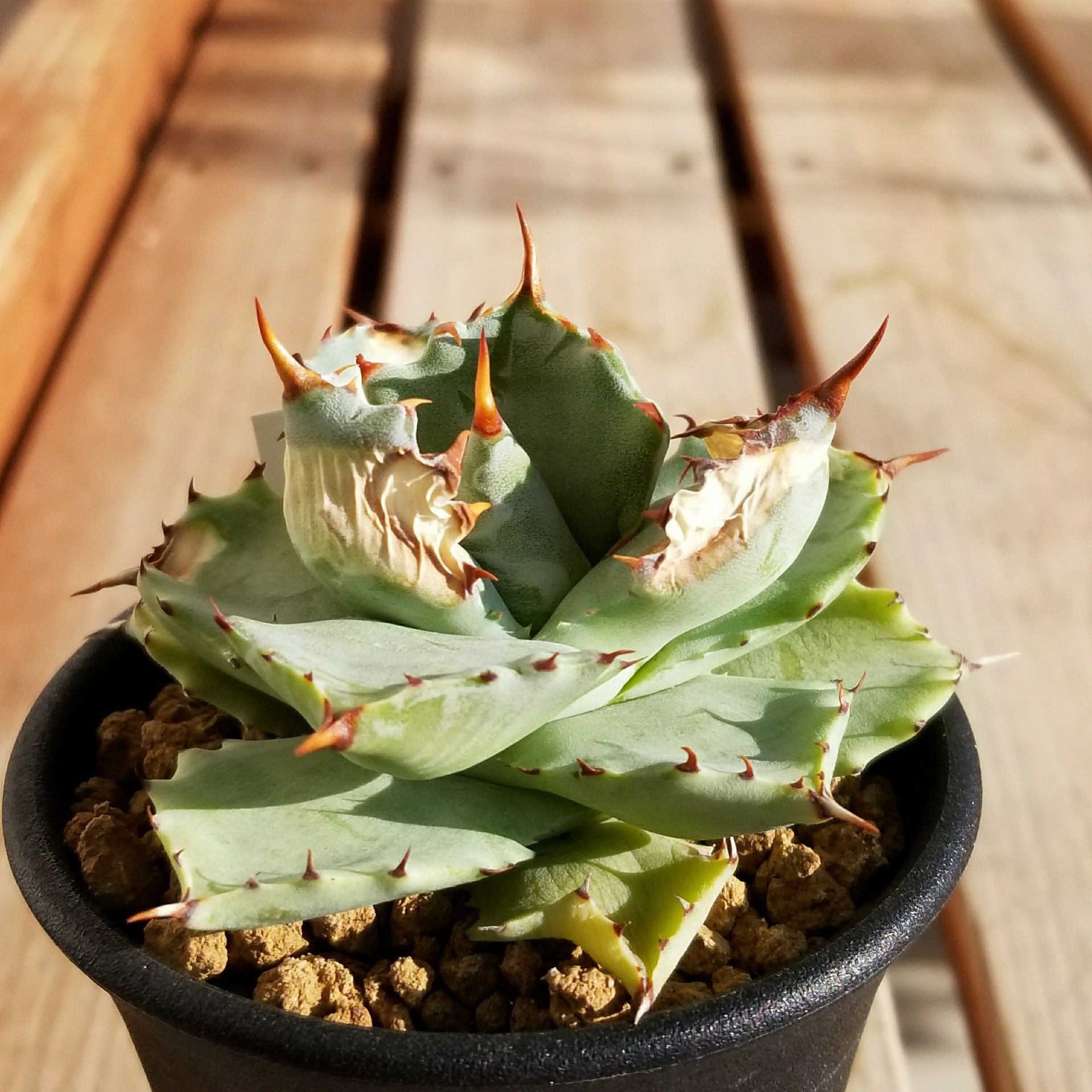 12多肉植物 アガベ チタノタ 白鯨錦 極上子株 - 観葉植物