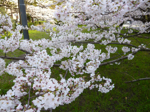 桜８.jpg