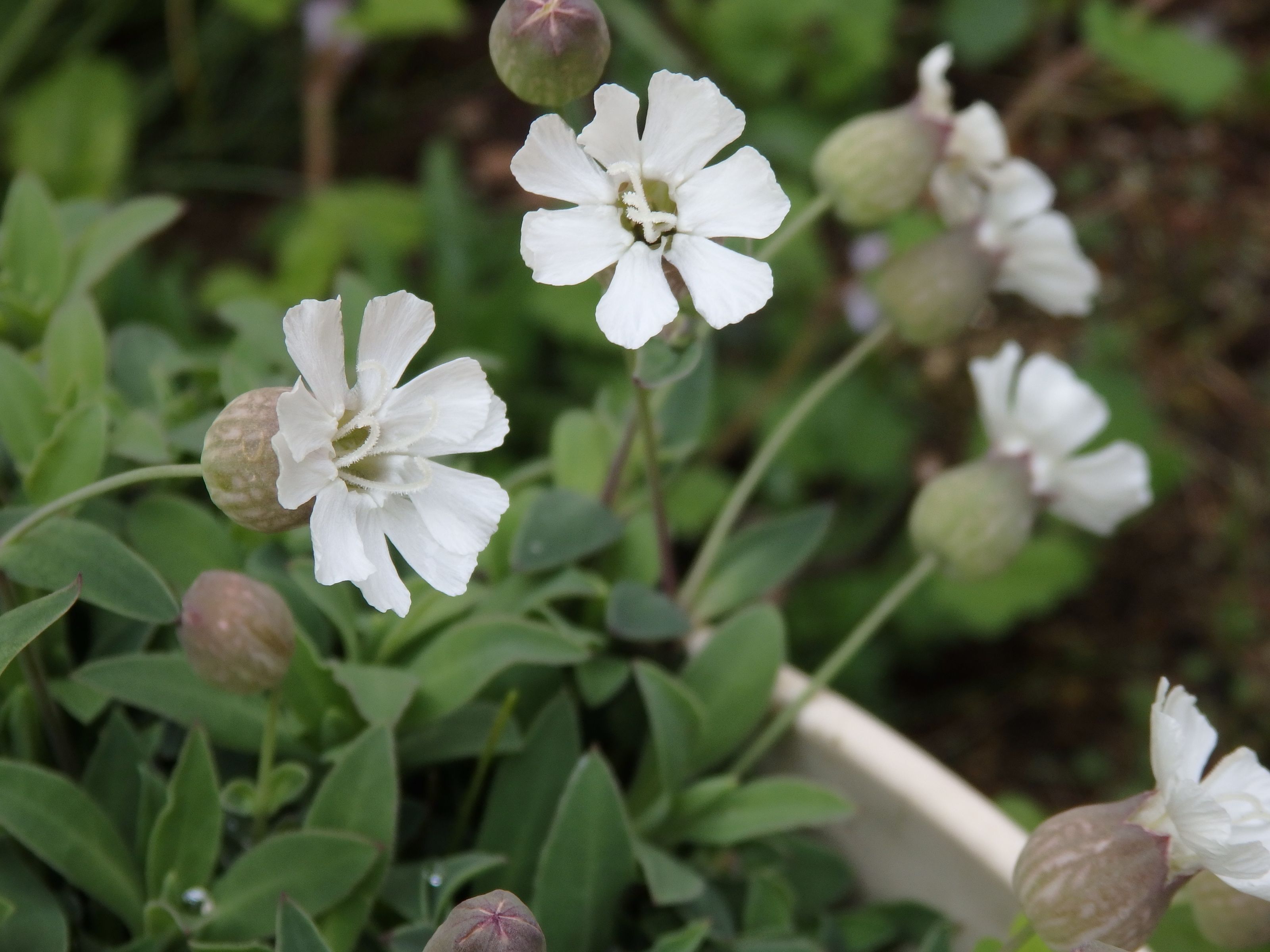 我が家のシレネ６品種 Kimi Teaの花日記 楽天ブログ