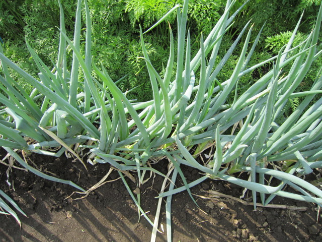 20121006ネギ台風後.jpg