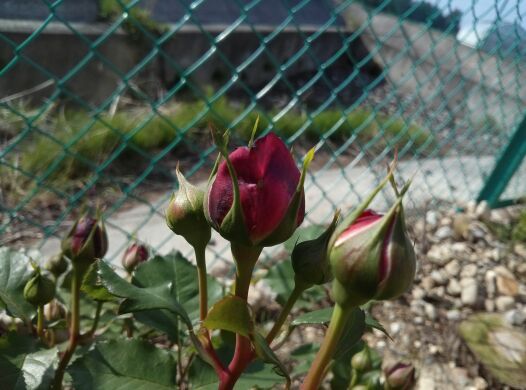 rblog-20140521062856-01.jpg