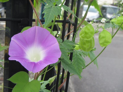 花２７.jpg
