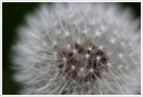 犀川河川敷-9 タンポポ-2 13.5.4