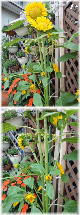 ひまわりの脇芽からお花が咲いた。