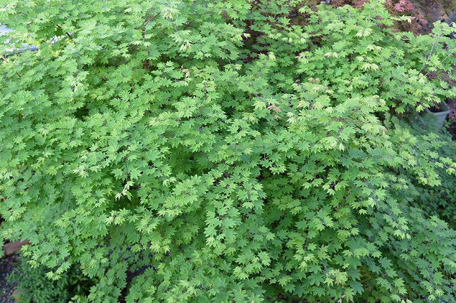 2015.4.29 028.JPG