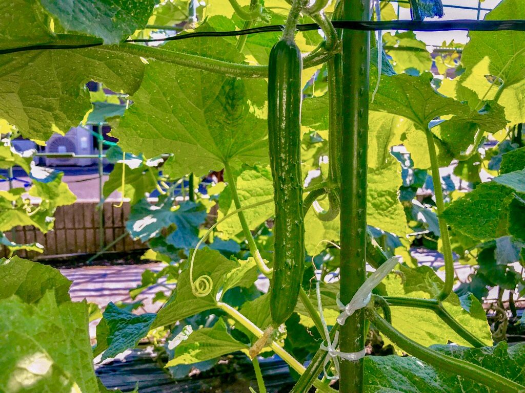 納豆菌で野菜の病気から守る 植木屋の三代目をやってます村野園のブログです 楽天ブログ