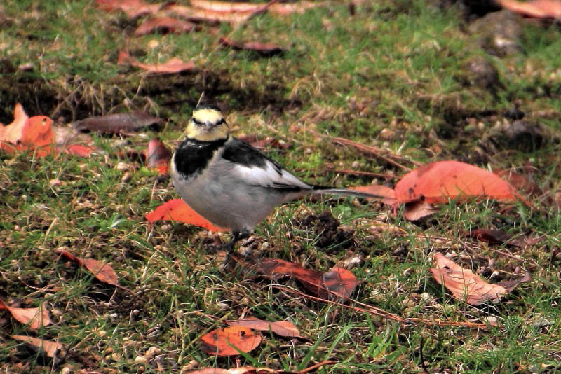 奈良公園の紅葉_005・ハクレキレイ.jpg