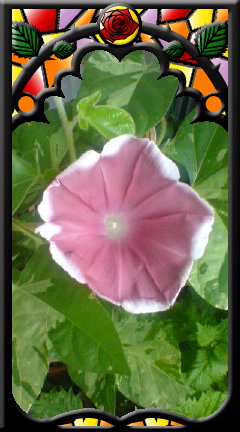 健気な花たち-3.JPG