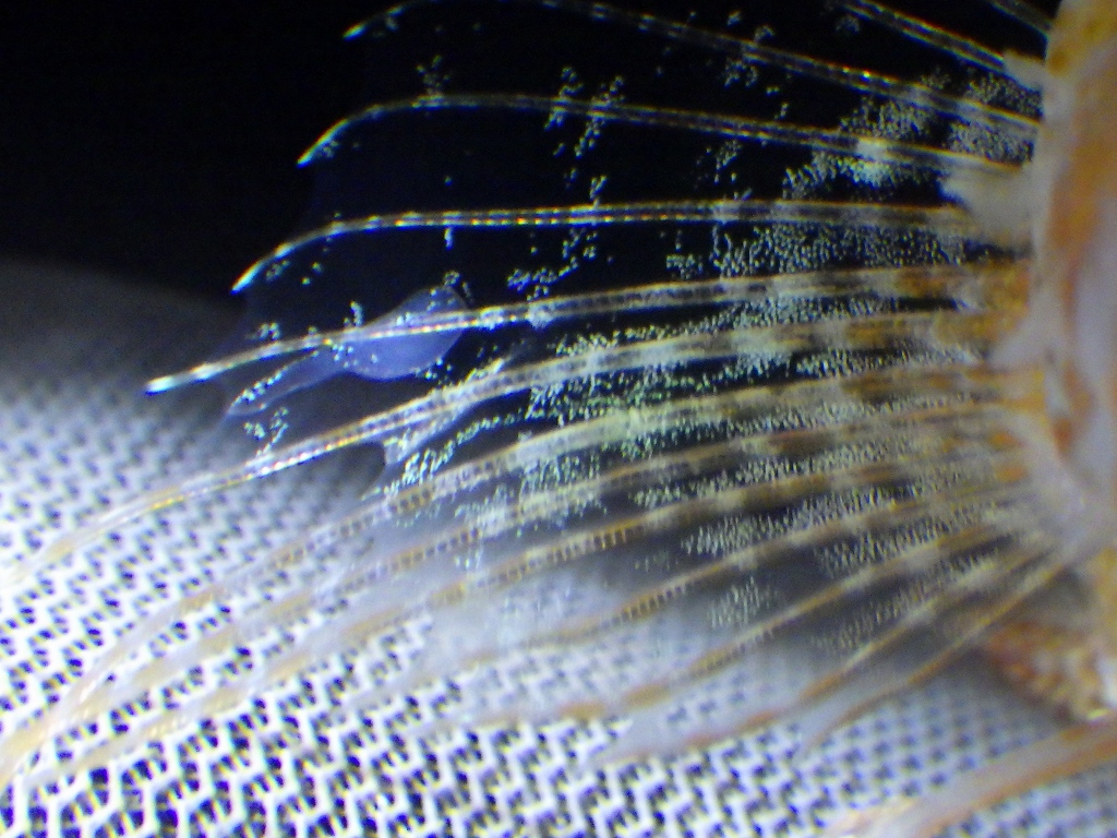 ディープウォータースコーピオンフィッシュ（deepwater scorpion fish）23　右胸鰭のcystic lesion
