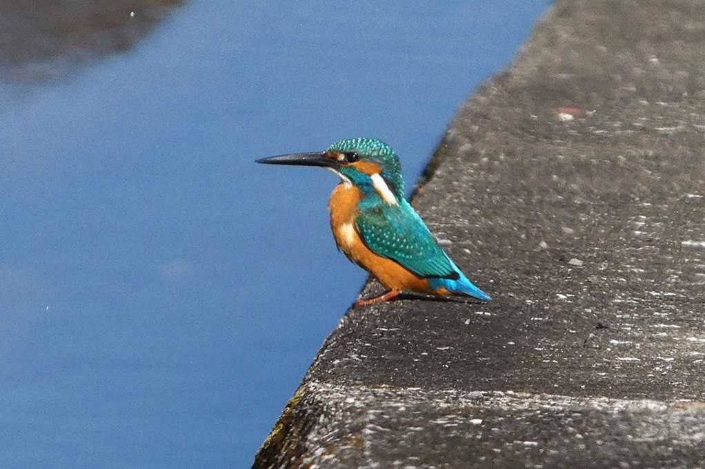 515